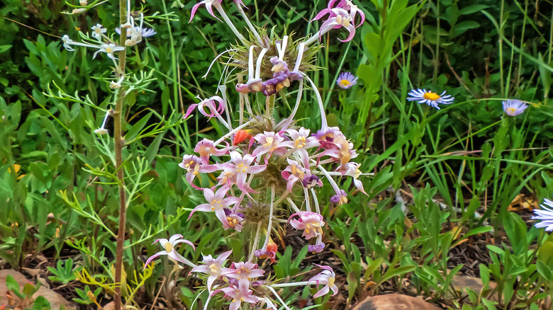 Scarlet gilia plants with pink and white flowers
