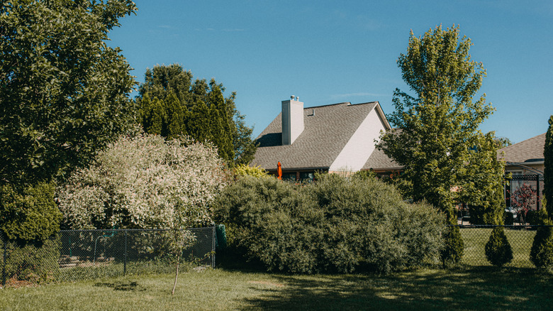 A variety of trees grow in a suburban back yard.