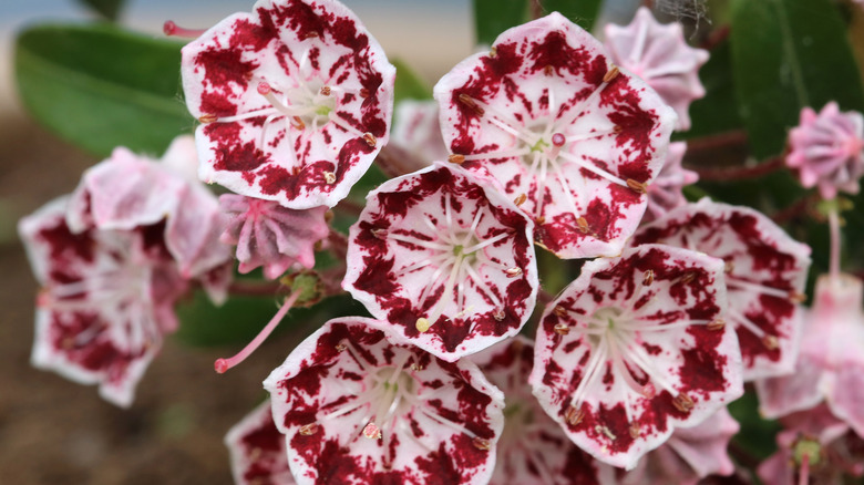 A close-up of the mountain laurel flowers blooming with a mix of pink and white