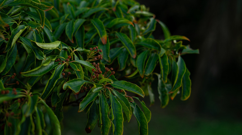 The mountain laurel shrub grows with dried seed pods, green leaves, and no flowers