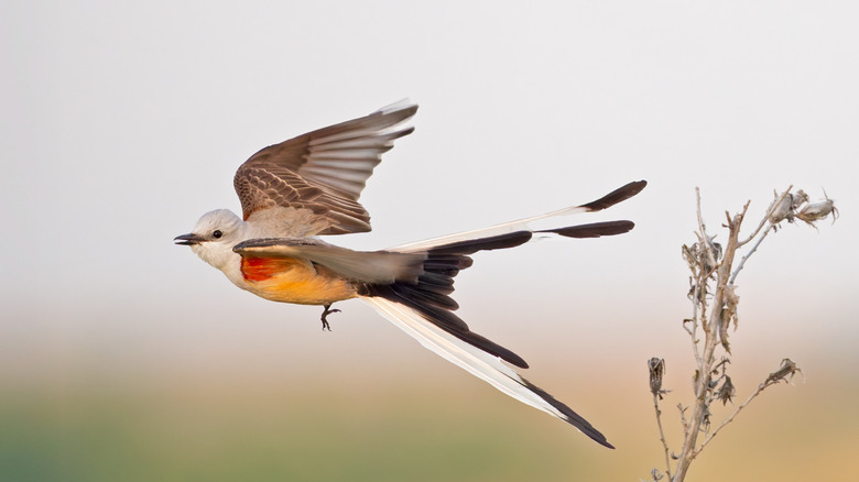 A scissor-tailed flycatcher flying through the air near a dead, dry plant stem.