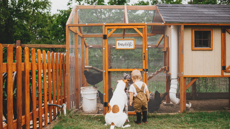 stylish backyard chicken coop