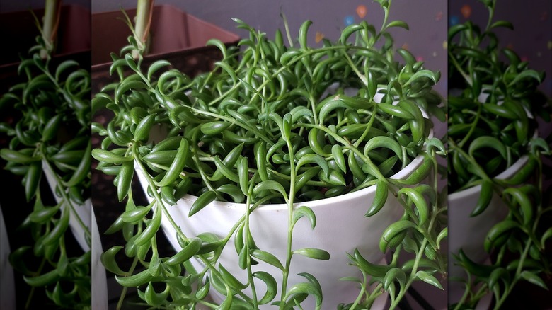 A healthy string of bananas plant overflows from its white pot.