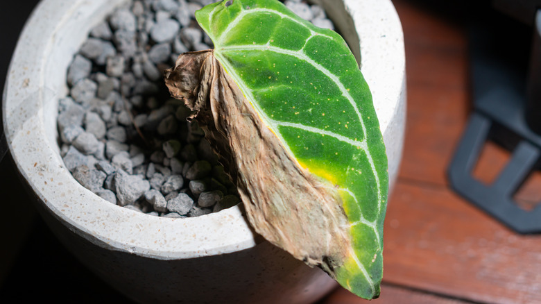 Plant leaf that is half brown in grey pot