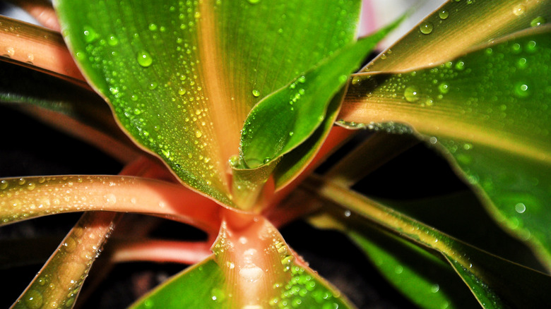 Closeup of a new leaf growing on a Mandarin plant with water droplets