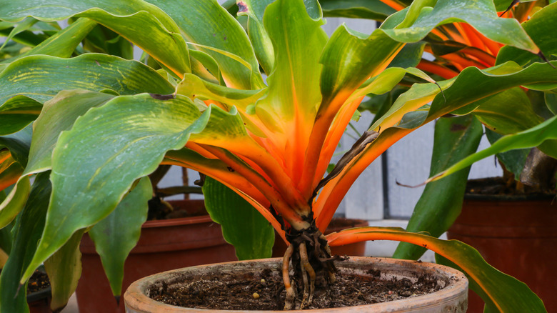 Side view of an orange and green mandarin plant in a pot