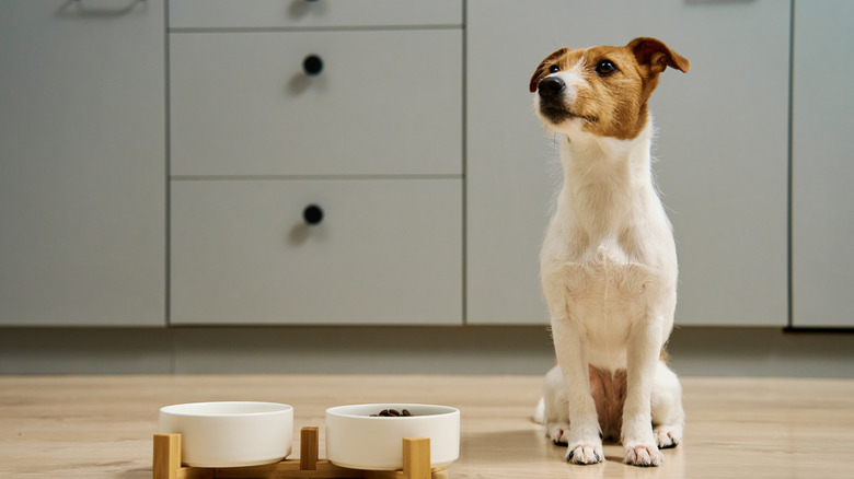 A dog in the kitchen sitting down next to food bowls