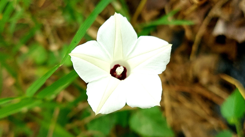 Close up of a white Alamo vine flower with a purple-pink center