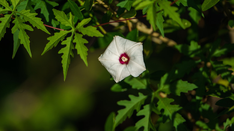 Alamo vine in bloom