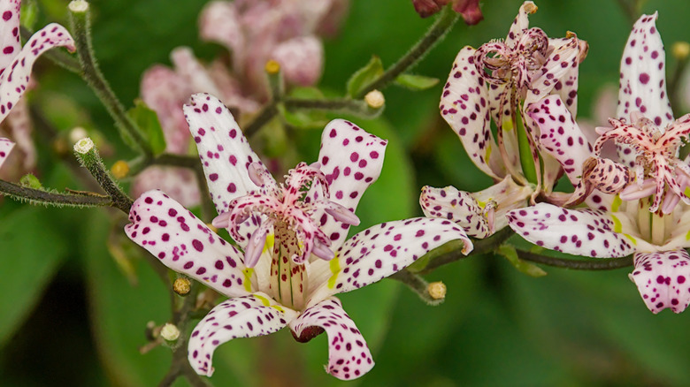 Close up of Japanese toad lily flowers
