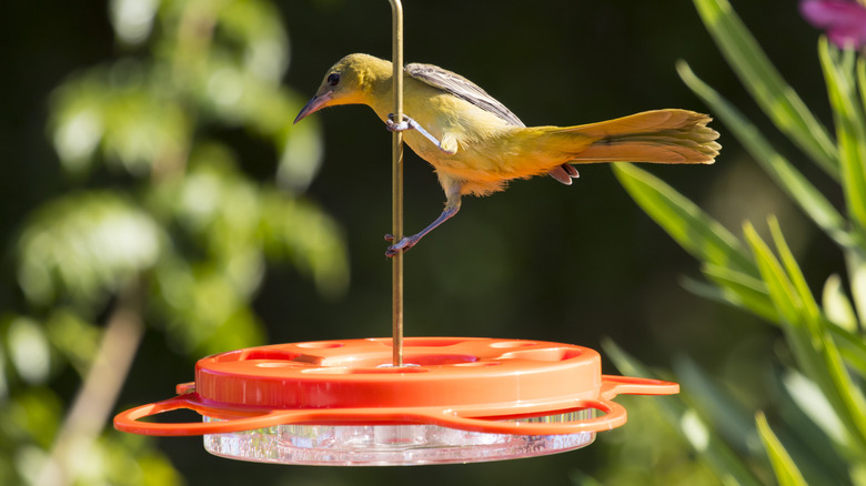 An oriole clinging to a bird feeder in a garden
