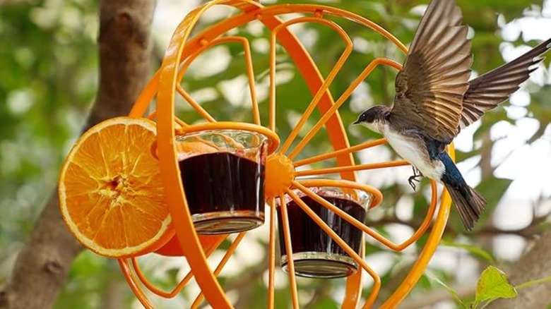 An oriole near a bird feeder with orange slices and jelly in cups