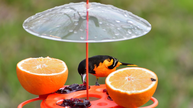 An oriole bird feeder with a cover on top