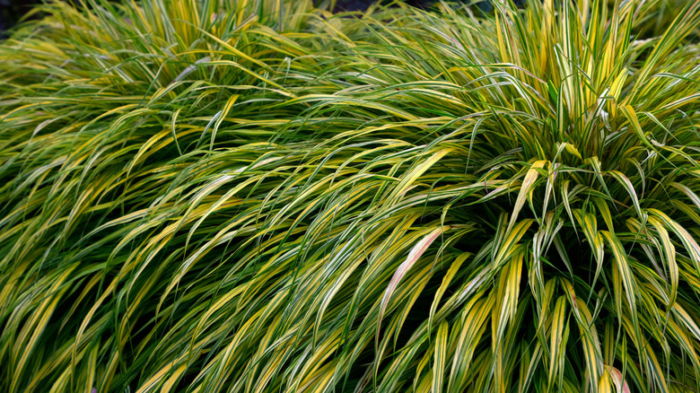 A variegated cultivar of Japanese foresr grass