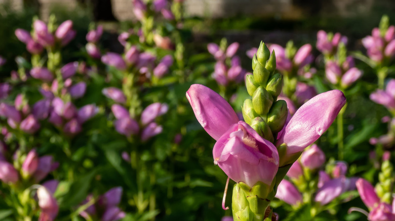 Pink turtlehead flowers