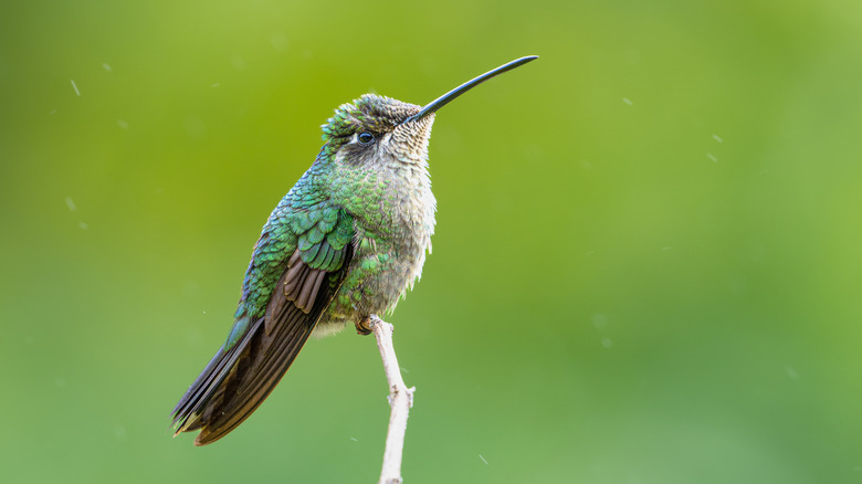 A hummingbird sitting on a branch