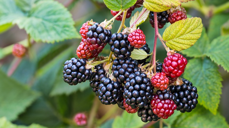 blackberry cluster hanging from branch