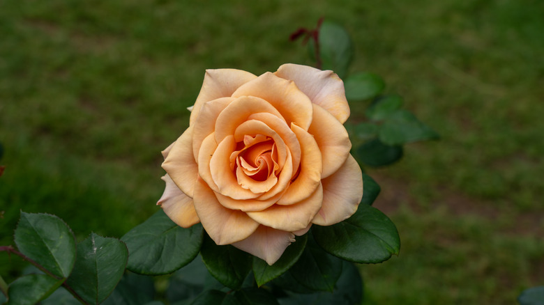 A blooming Marilyn Monroe rose in hues of orange and cream