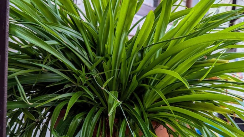a bushy lush Shamrock spider plant