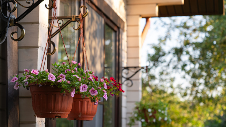 plants in hanging baskets