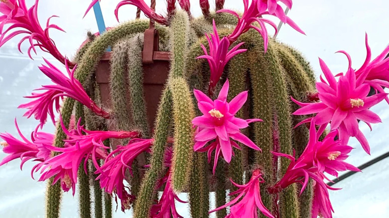 A rat tail cactus in a hanging basket with beautiful pink flowers