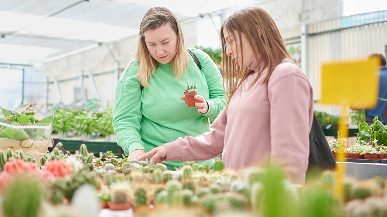 Two women look at cacti in a garden nursery