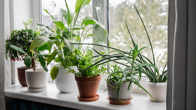 A handful of different houseplants sit side-by-side on a sunny window sill