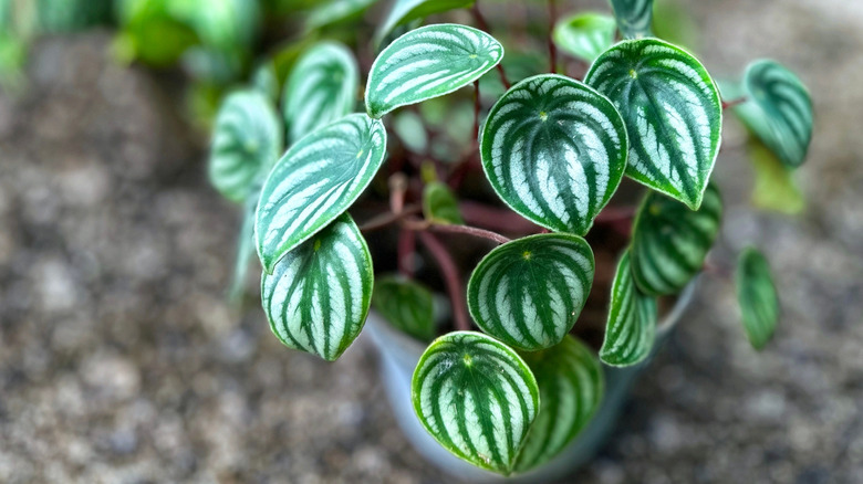 The striped leaves of a watermelon begonia are apparent with its pot blurred in the background