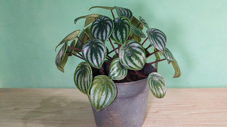 Watermelon begonia grows in a clay pot indoors on a wooden table with green walls in the background