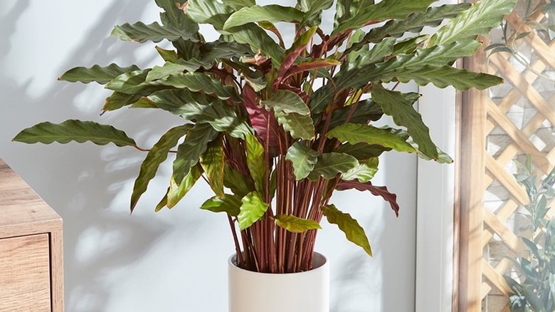 A beautiful velvet calathea houseplant