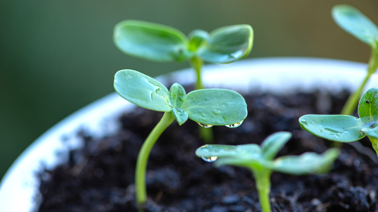 Sunflower seedlings with water drips on their leaves growing in a small planter full of soil.