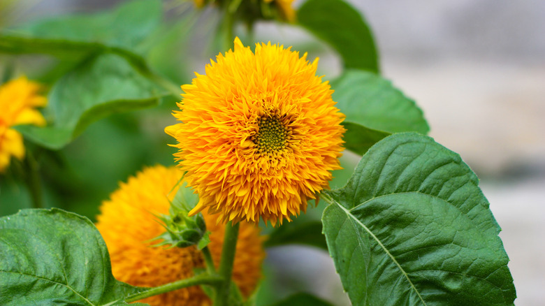A close up image of a 'Teddy Bear' sunflower bloom and foliage..