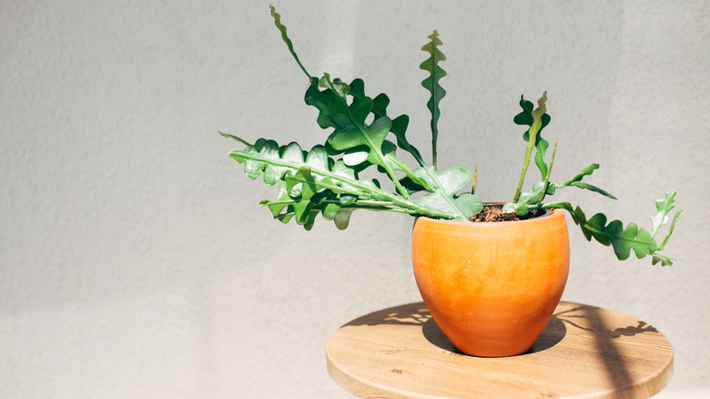 A fishbone cactus Epiphyllum anguliger in an orange pot on a wooden table