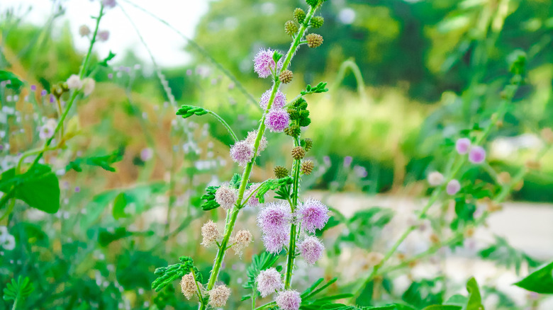 Flowers on the shameplant