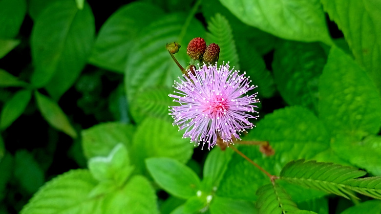 Closeup of the shameplant and its flower
