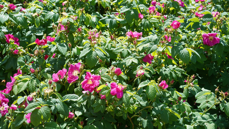 Tuscany Superb rose bush in the sunshine