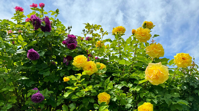 Purple and yellow roses
