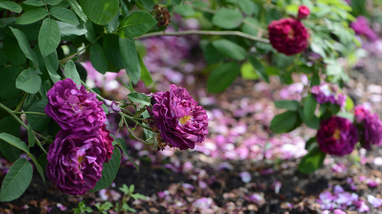 Tuscany Superb rose bush