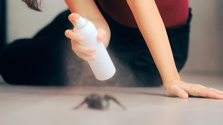 Person spraying a spider