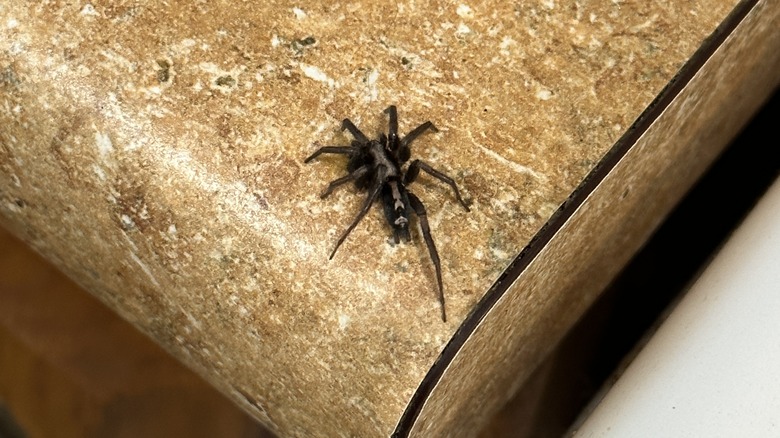 Spider crawling across kitchen counter