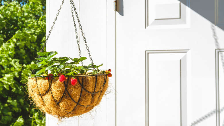 Hanging basket with coconut liner and strawberry plants
