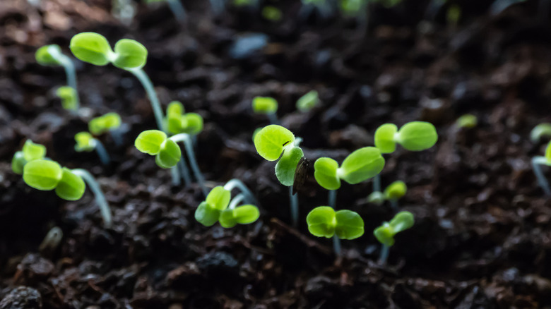 seedlings growing in soil