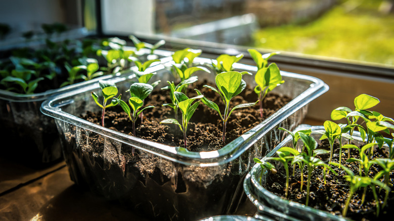 plant seedlings grow on the window sill in sunlight