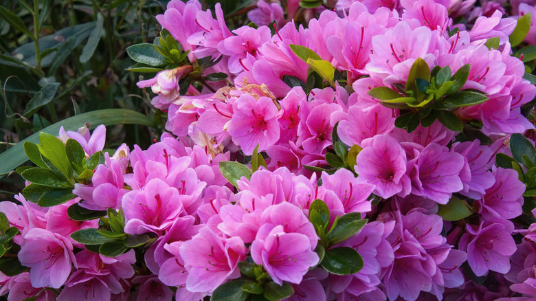 Azaleas 
