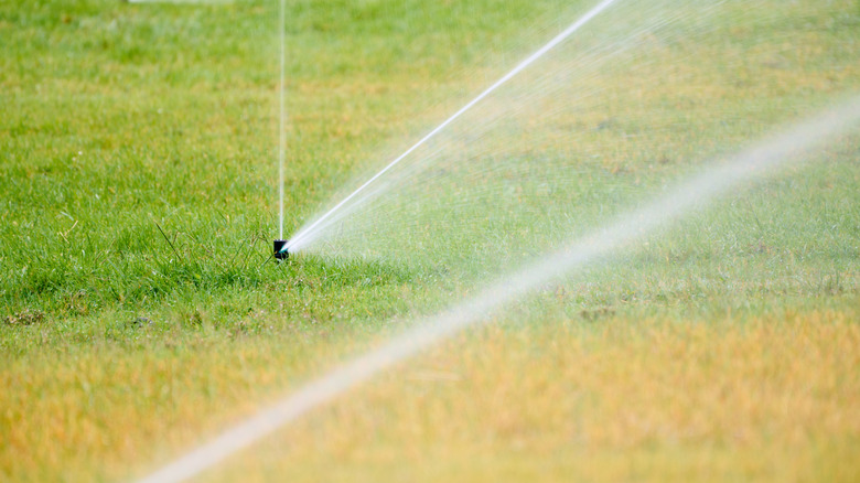 A sprinkler system irrigates a lawn that has yellow patches.