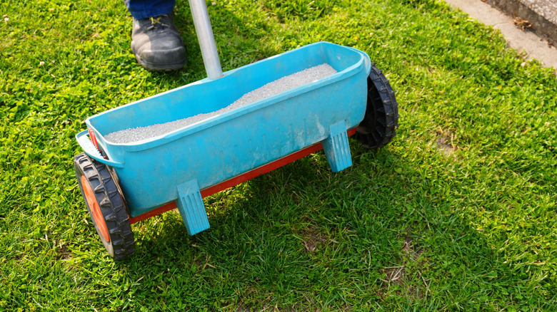 A gardener pushes a fertilizer spreader across his lawn.