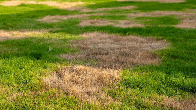 A lawn shows signs of overfertilization with yellow and brown patches.