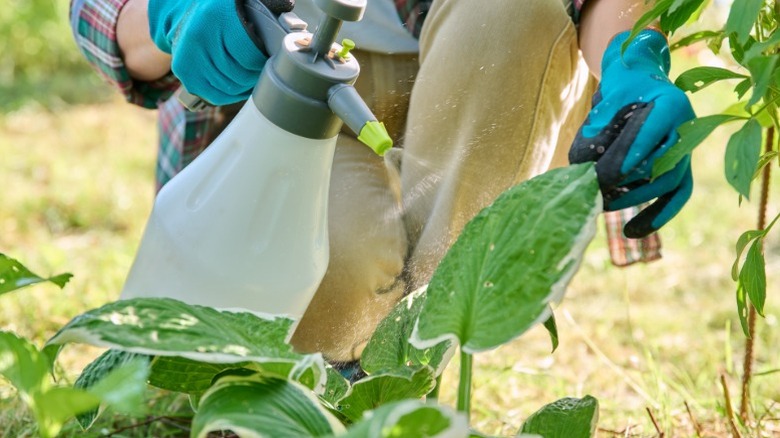 A Gardener spraying hosta plants.