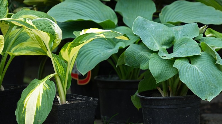 Hostas in black containers.