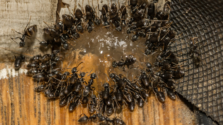 Odorous house ants swarming a jelly-like substance